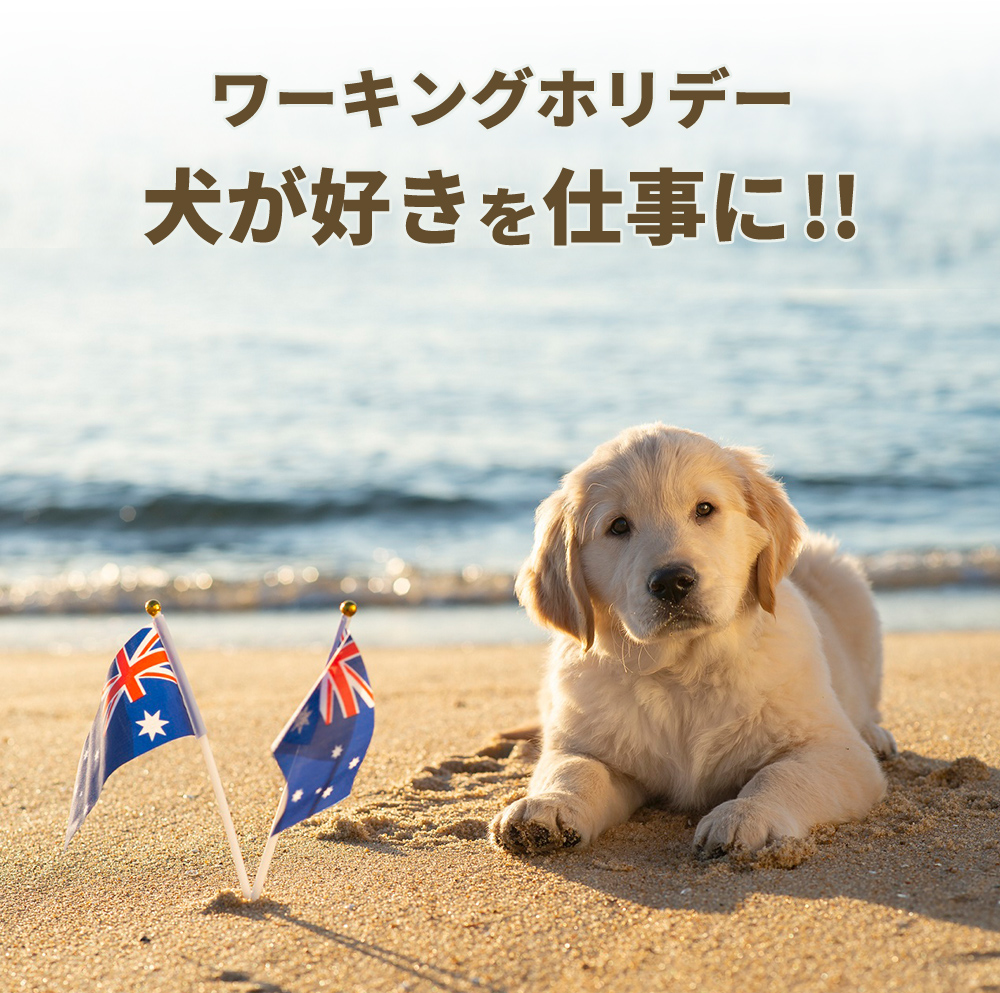 ワーキングホリデー。犬が好きを仕事に!!